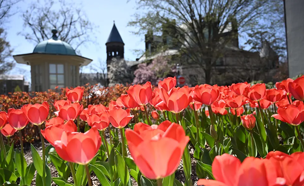 Tulips.jpg