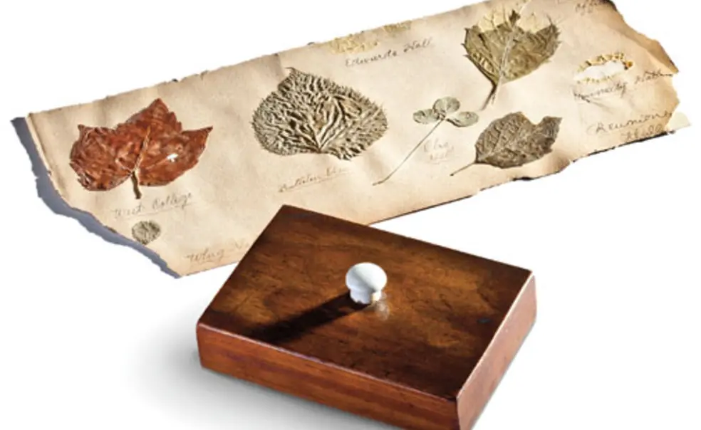 From Princeton’s vault: R.I.P., Bulletin Elm From Princeton’s vault: R.I.P., Bulletin Elm