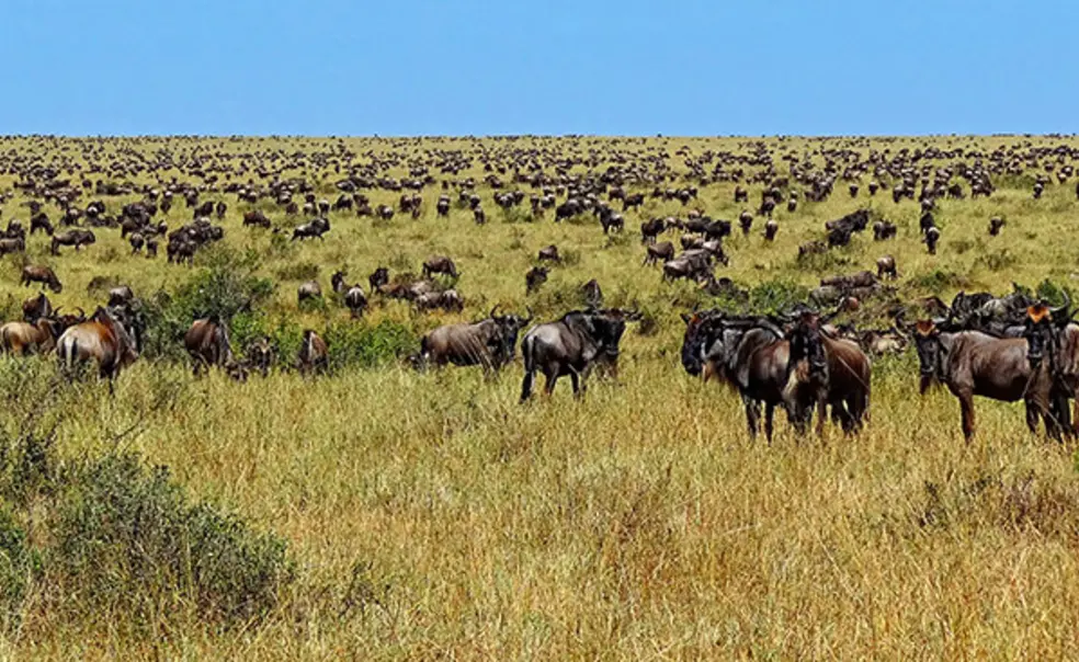 Wildebeest-during-Great-Migration.JPG