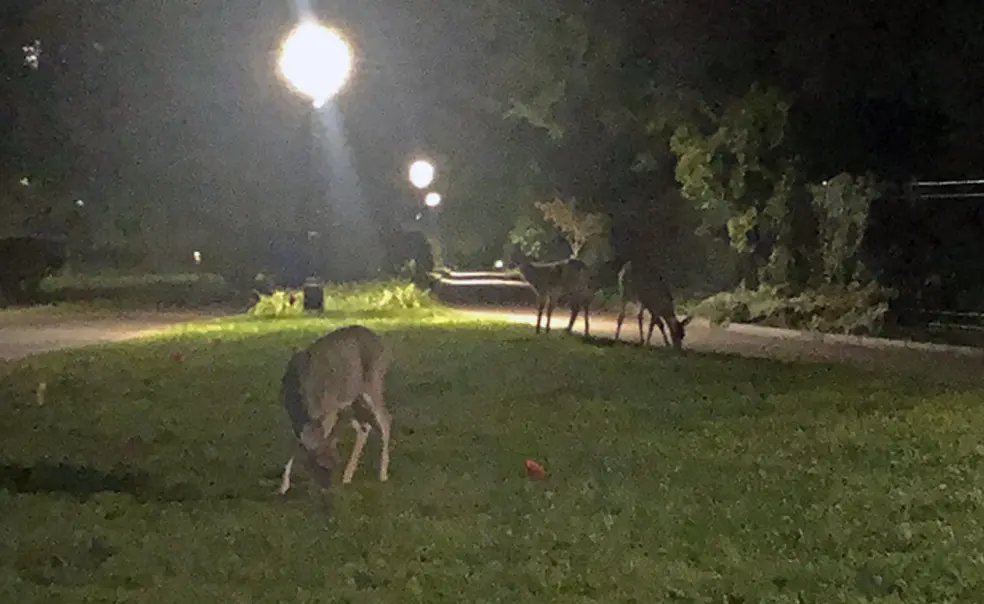 deer-on-campus.jpg