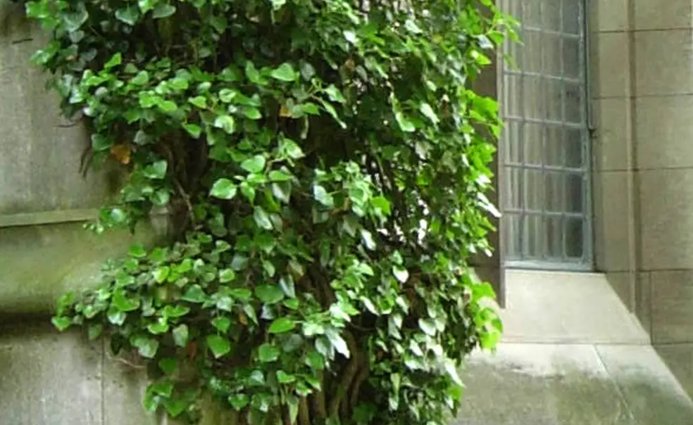 Princeton football, Week 5