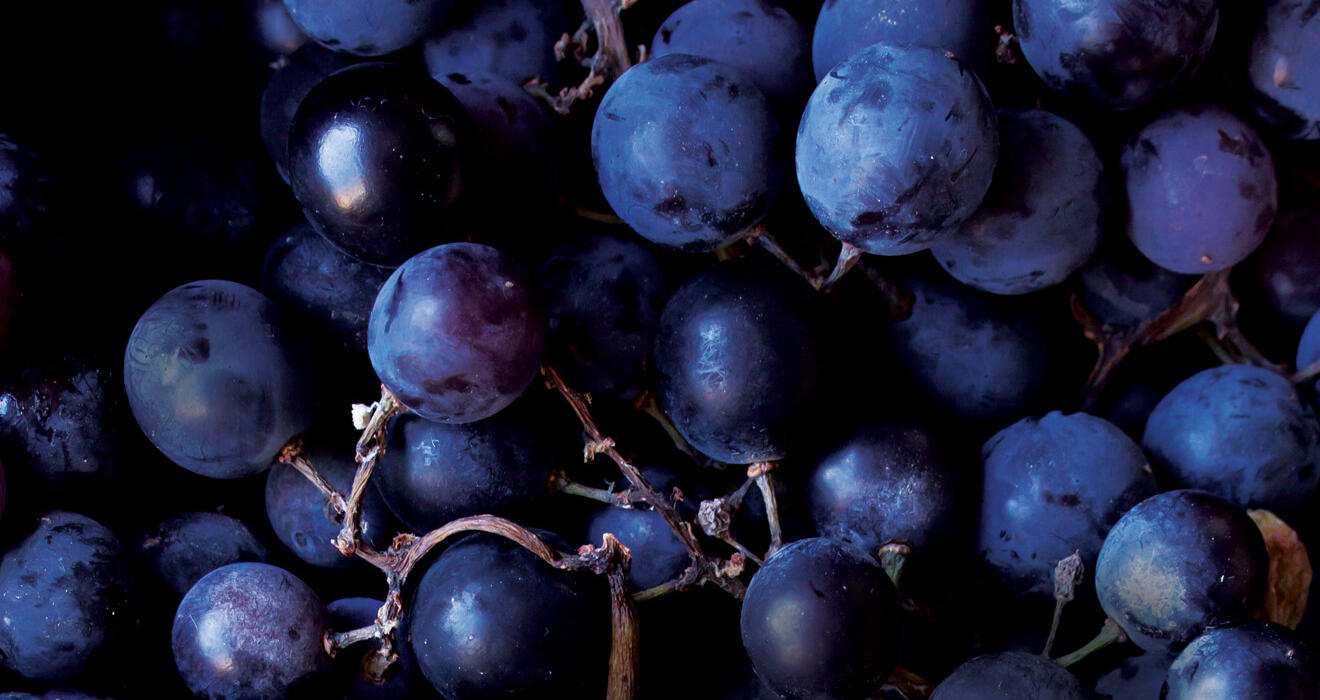 bunch of wine grapes upclose