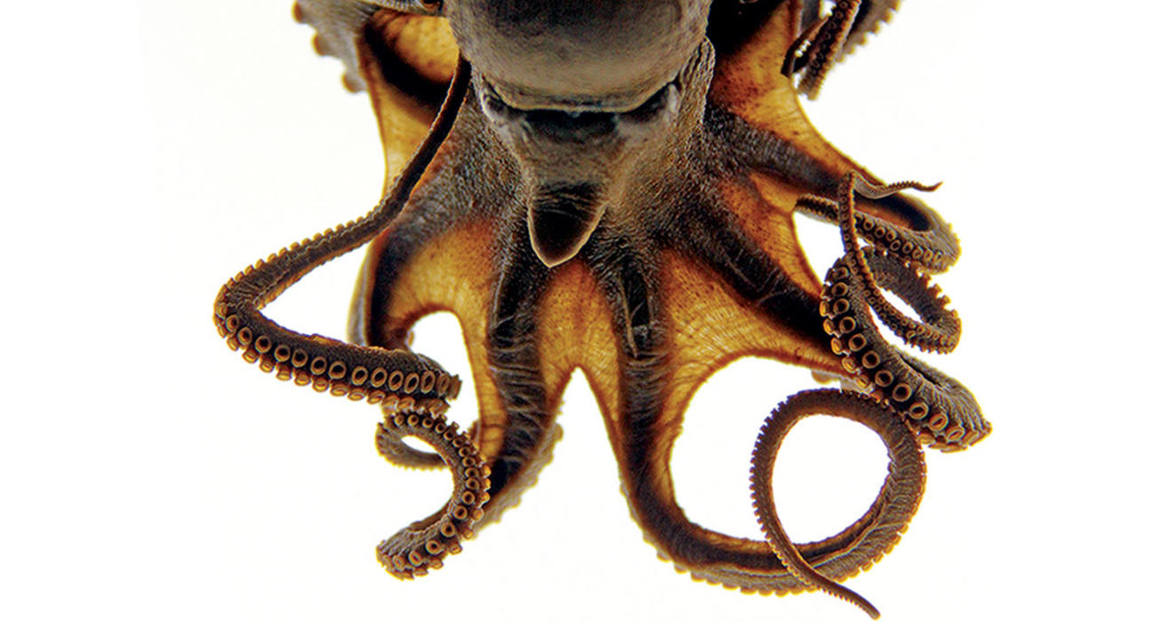 Featured image of the article