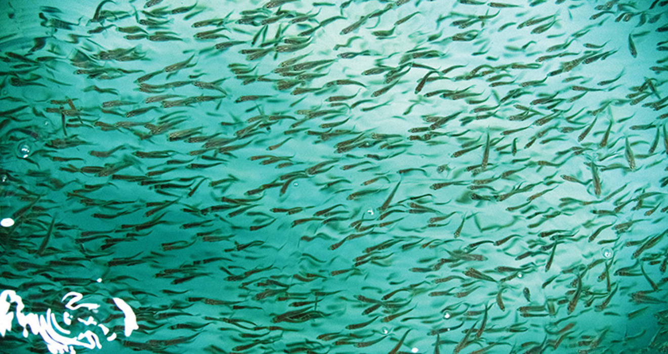 Branzino fish in a farm environment.