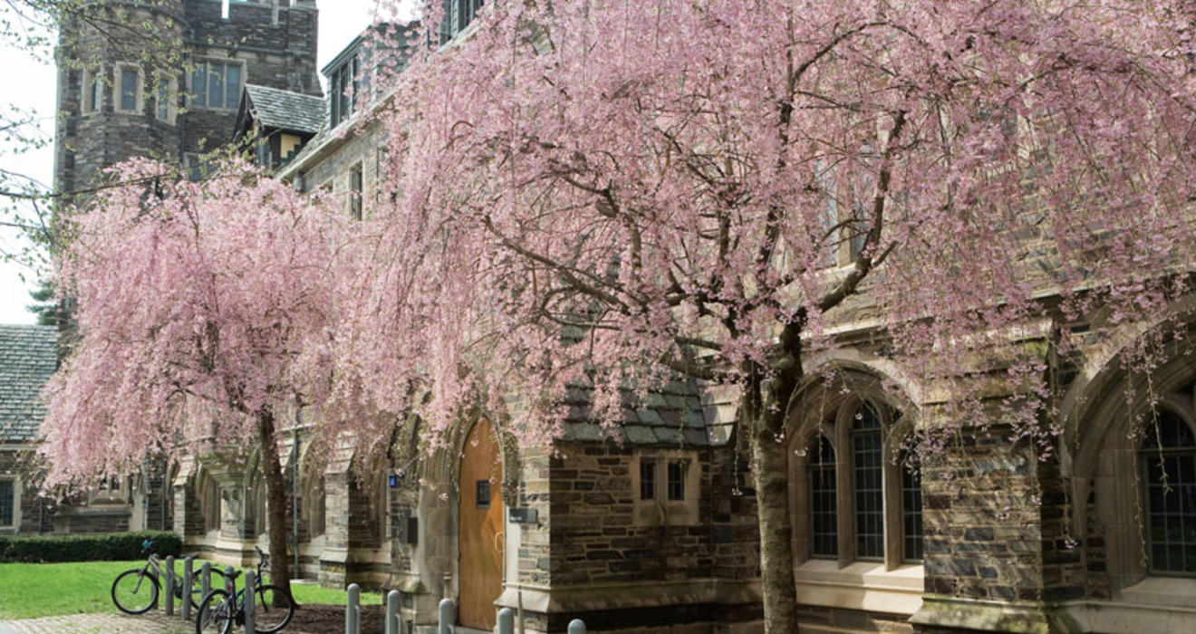 Farrand chose a pair of Japanese flowering cherry trees to weep over the entryway at Henry Hall. These two trees, above, planted around 2000, were chosen to look like trees selected by Farrand and shown in a photo taken in the 1920s. 