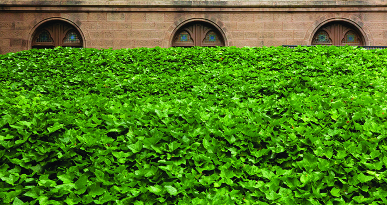 Ivy growing on campus
