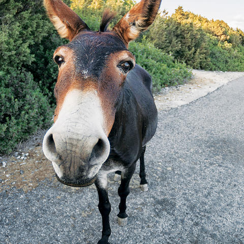 A feral donkey