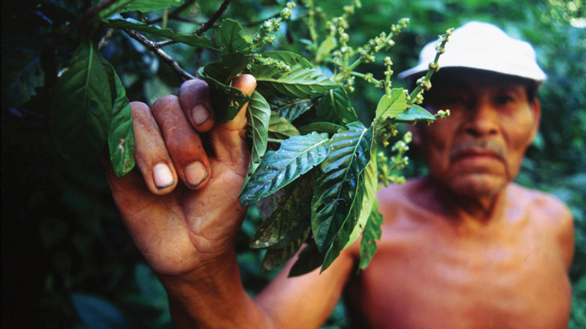 A Kokama shaman from Peru gathers leaves for the psychoactive brew  known as ayahuasca.
