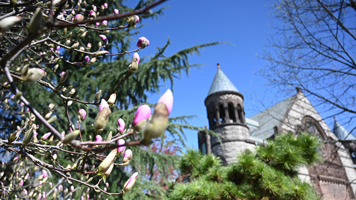 A flowering magnolia tree with a Princeton building in the background.