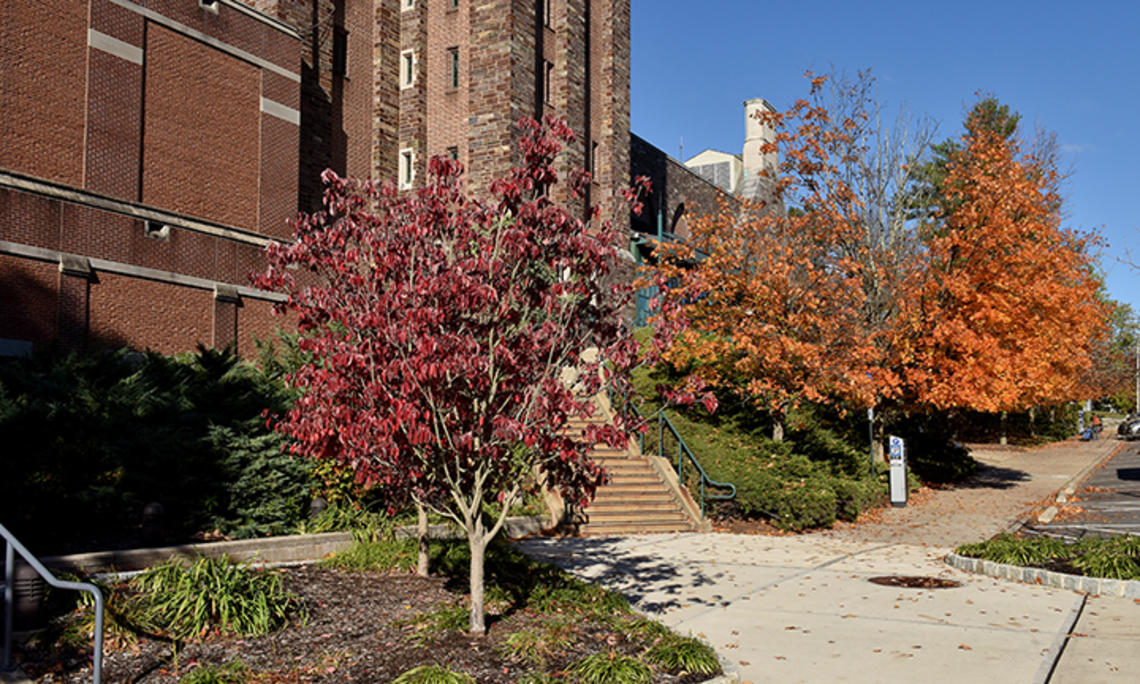 McCarter.jpg Red and orange trees outside McCarter Theater.