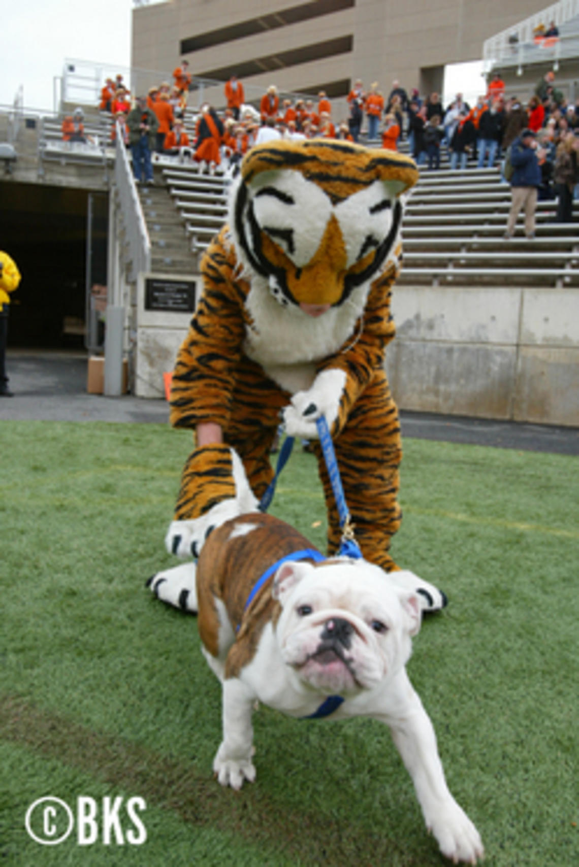 13648-princeton-yale-thumb-250x373-13647.jpg