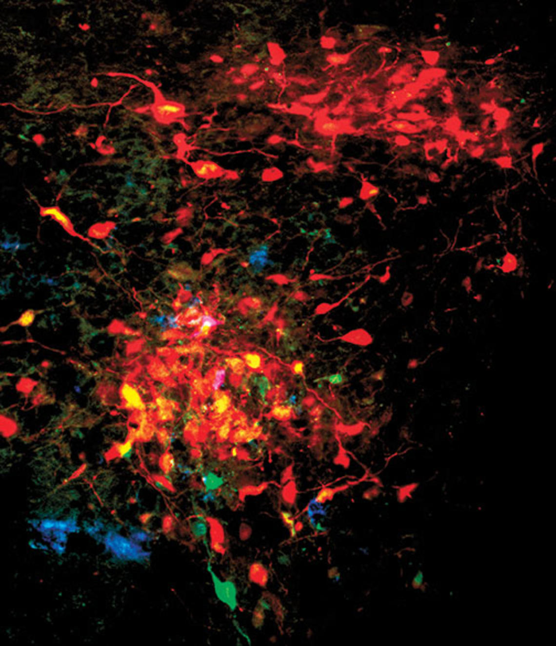 Brainbow.jpg