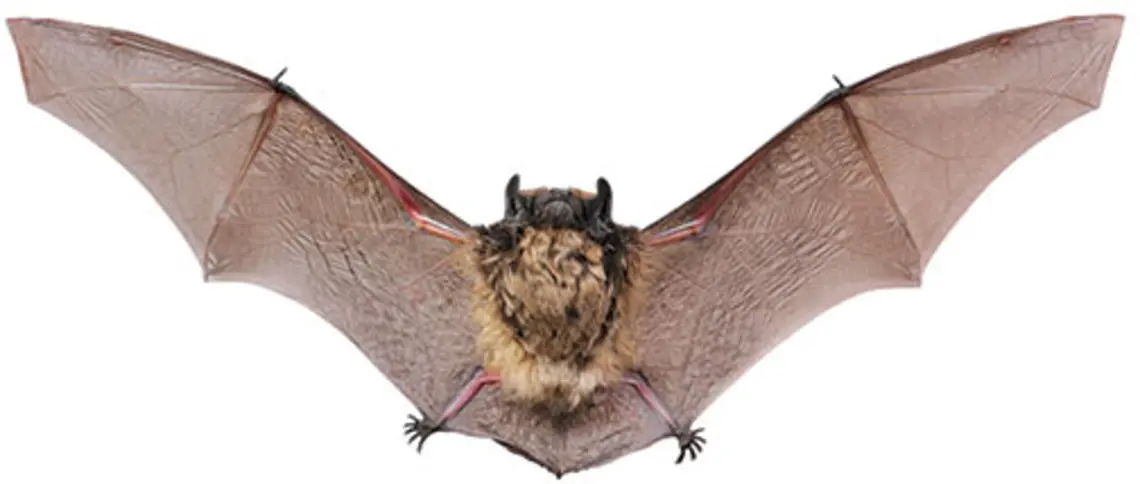Editor-BatClipped.jpg