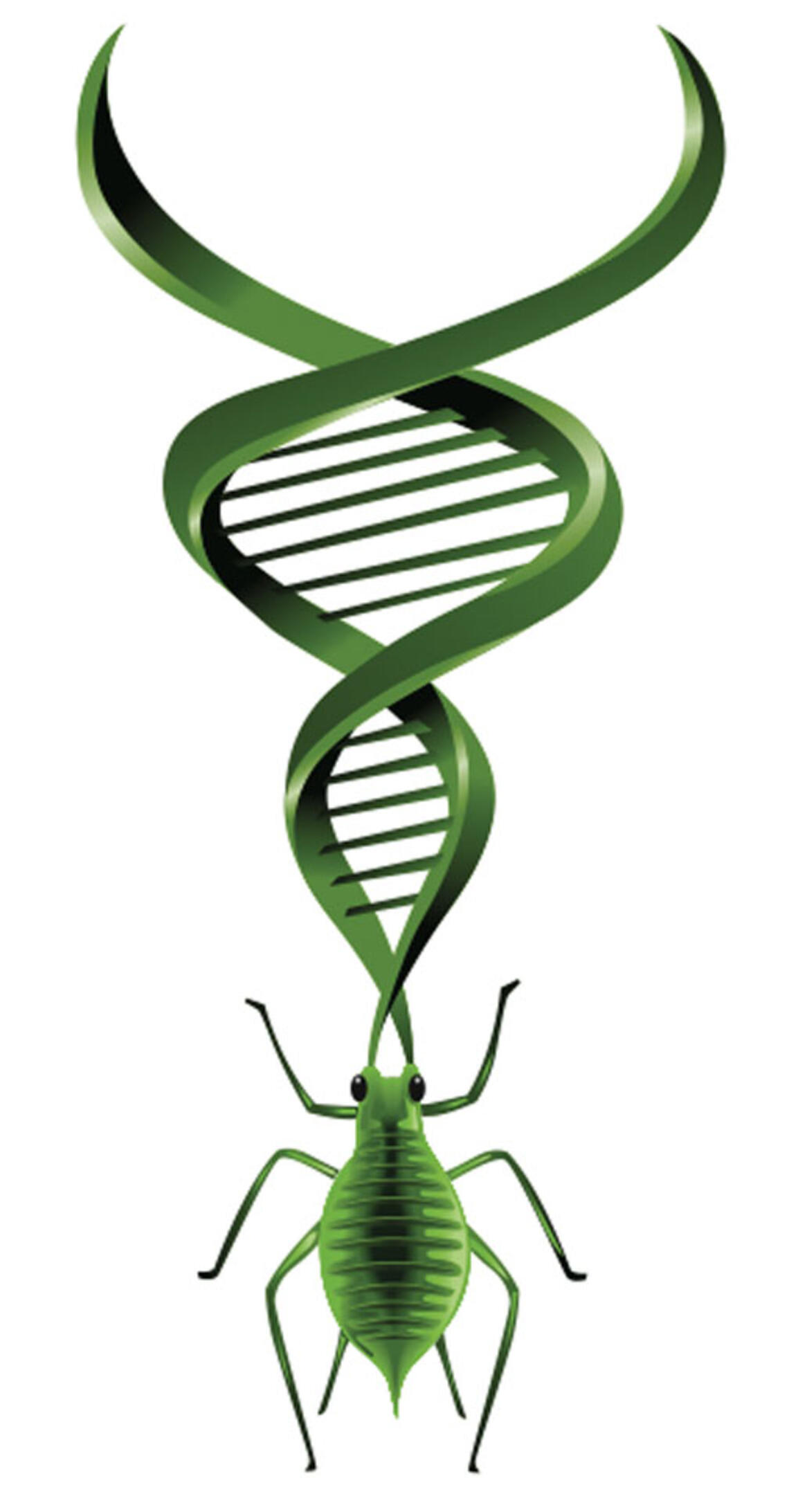 LIVE.NB_FYIaphids.jpg