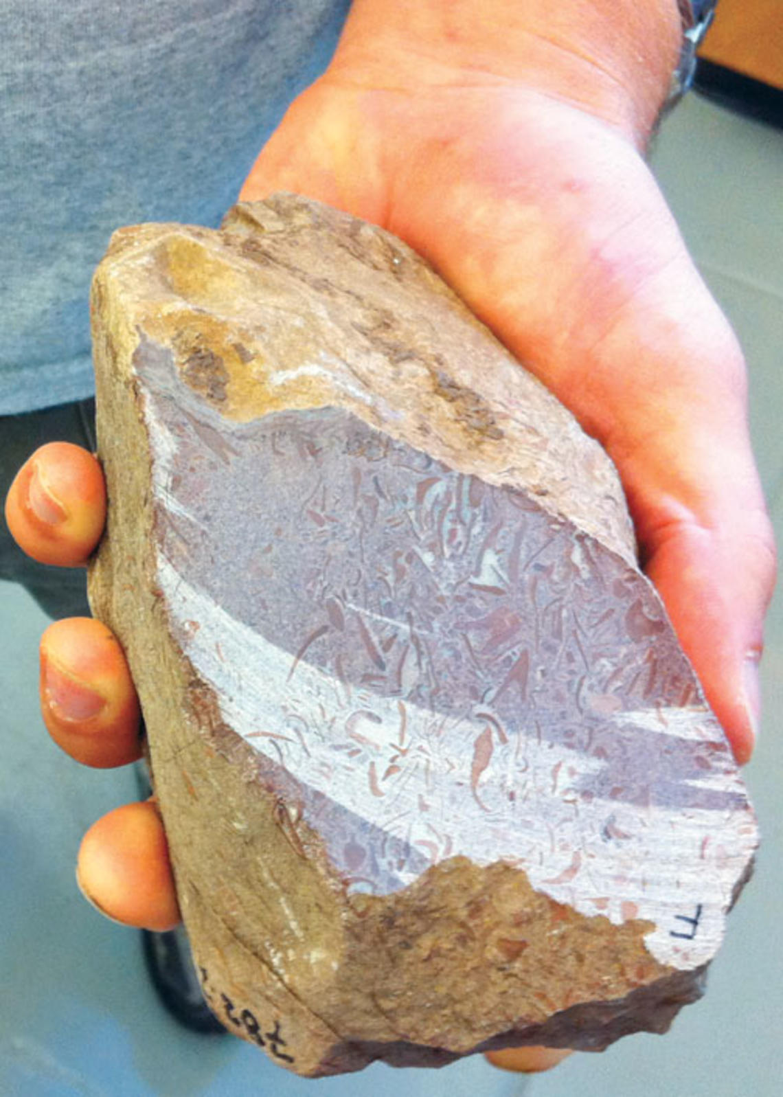 LIVE.NB_Fossil.jpg A rock from South Australia that may contain the oldest fossils of animal bodies ever discovered.
