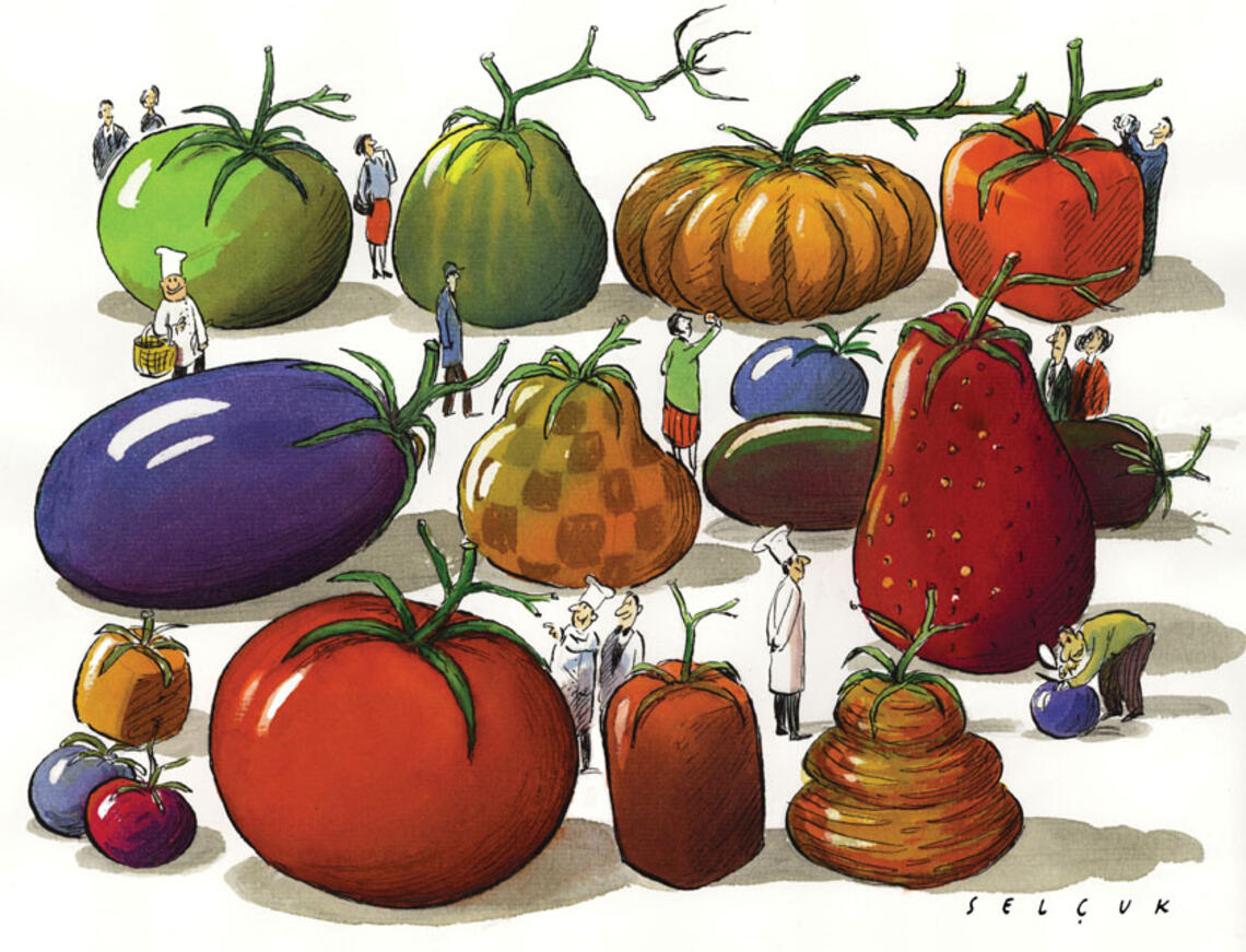 LIVE.Persp_tomatoes.jpg