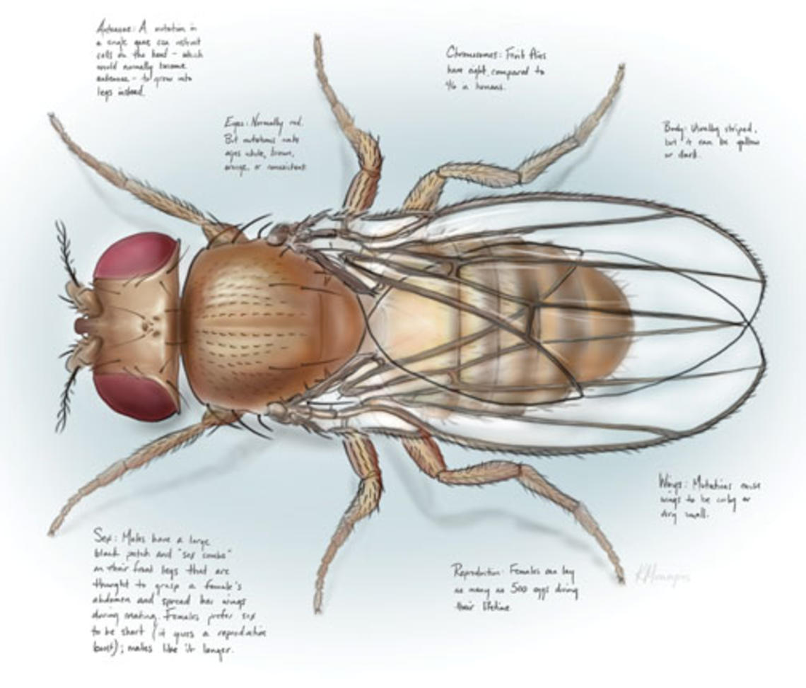 LOM-REV-Drosophila-w-text-FINAL-smaller.jpg