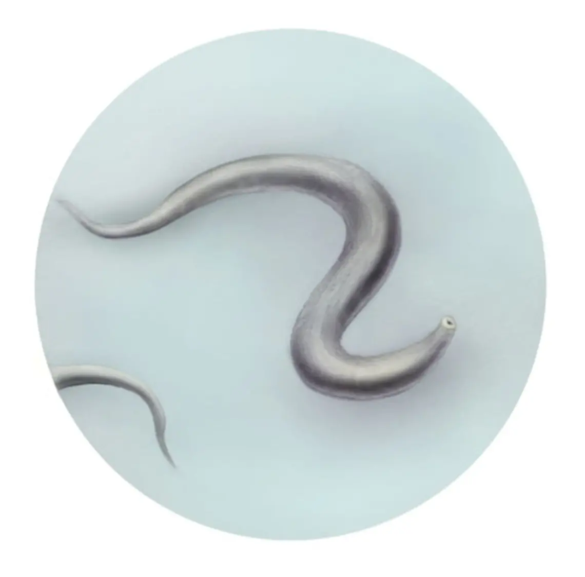 LOM-c-elegans.jpg