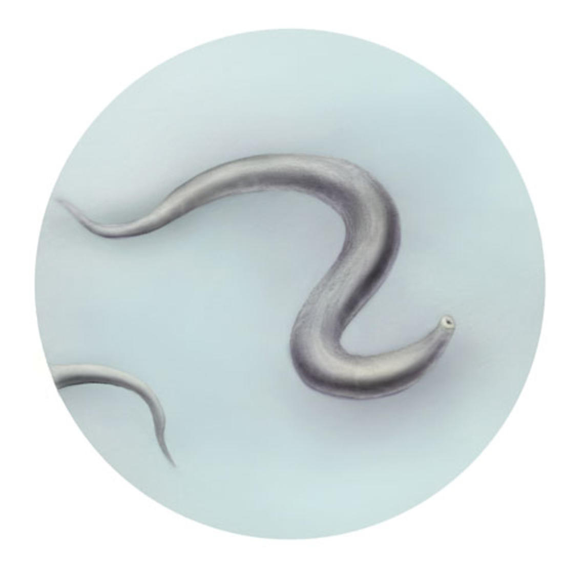 LOM-c-elegans.jpg