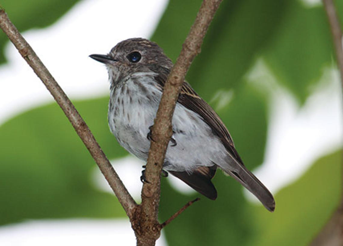 Researchers have discovered a new bird species on the Indonesian island of Sulawesi.