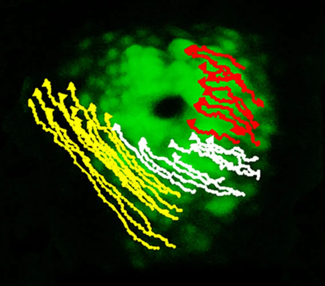 The early signs of asymmetry in the developing zebrafish heart can be seen as the cells on the left (marked in yellow) move differently than those on the right (marked in red).