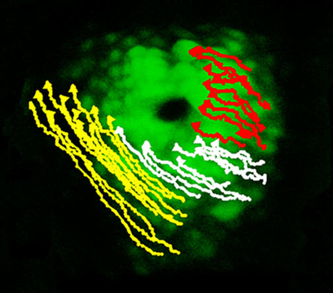Mind-BurdineGraphicSingle.jpg The early signs of asymmetry in the developing zebrafish heart can be seen as the cells on the left (marked in yellow) move differently than those on the right (marked in red).