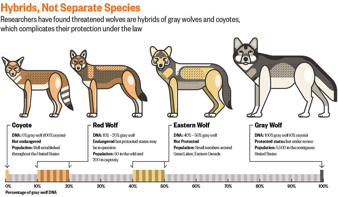Mind-Wolves.jpg