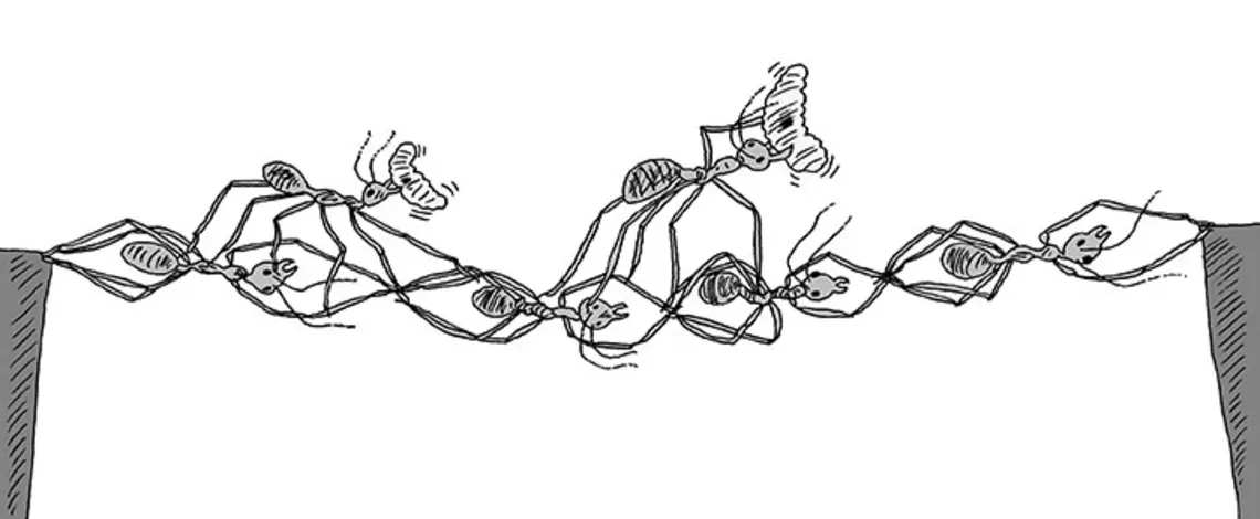 Mind-short-ants.jpg