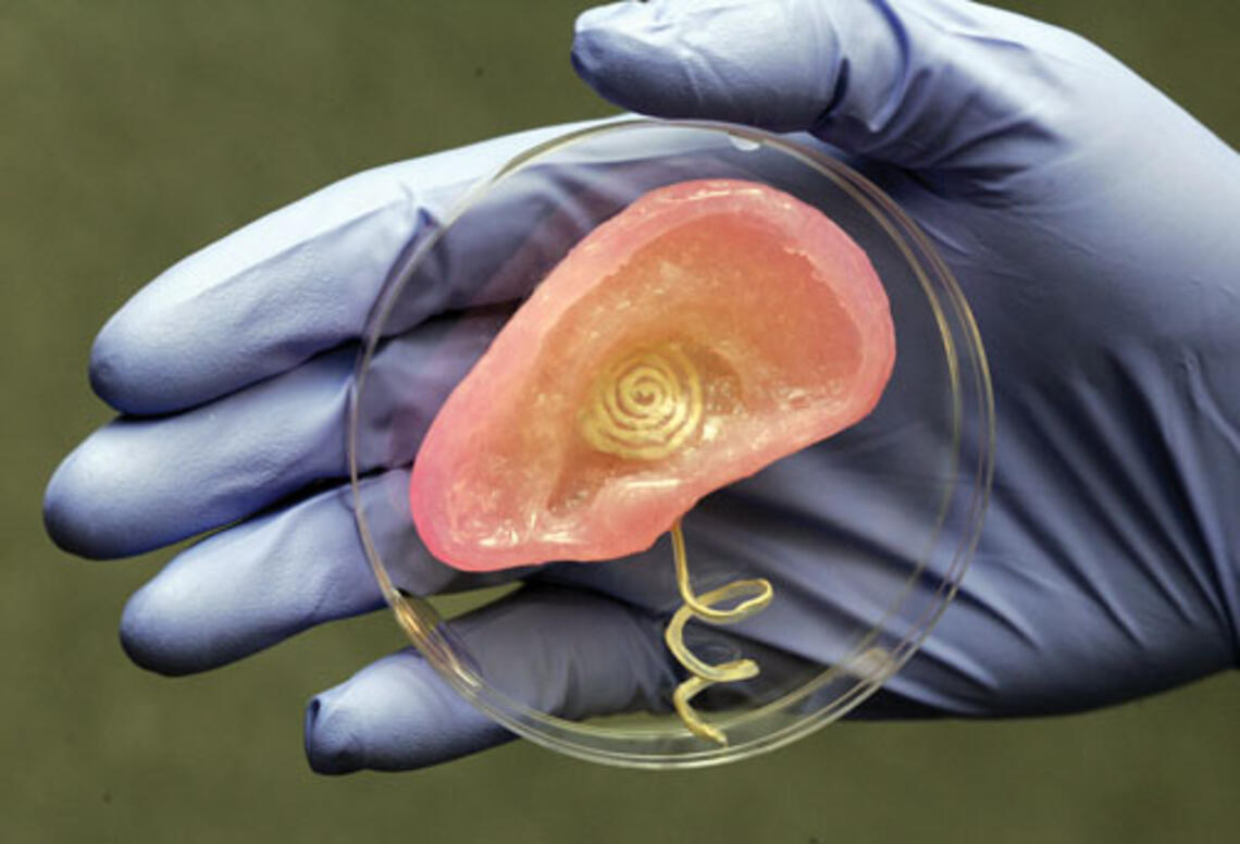 Cartilage and a coil antenna are components of this bionic ear created by Princeton scientists.