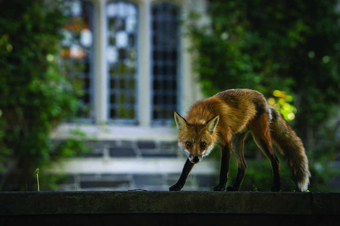 Red fox
