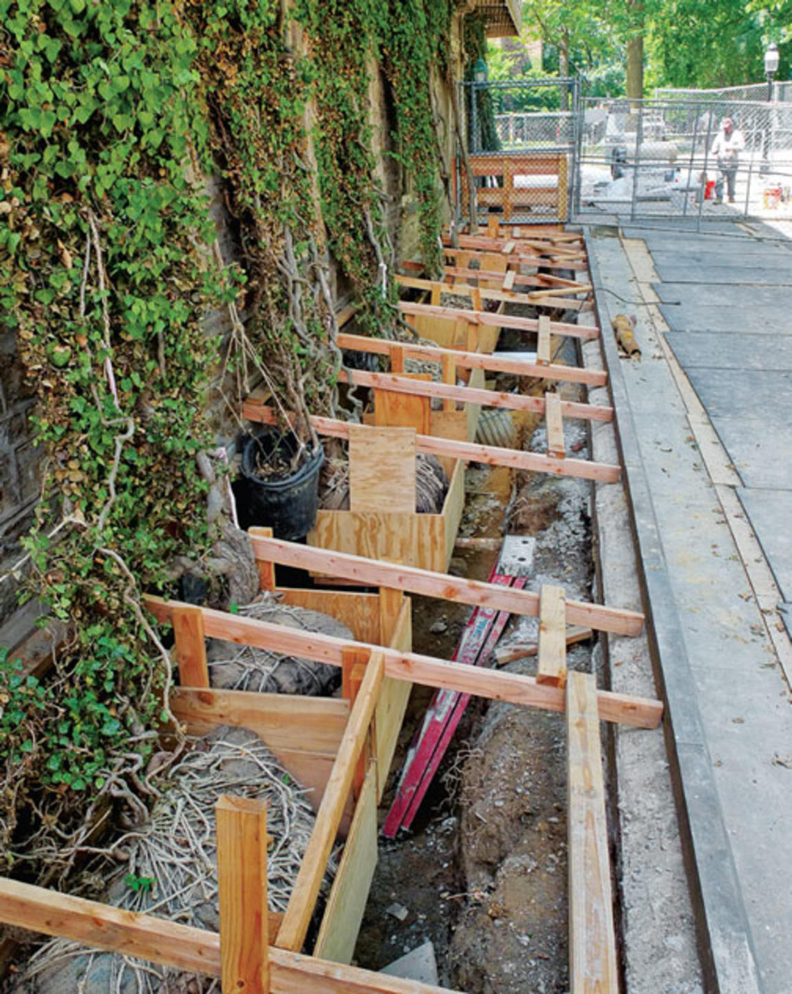 Preserving West College’s ivy while waterproofing its basement.