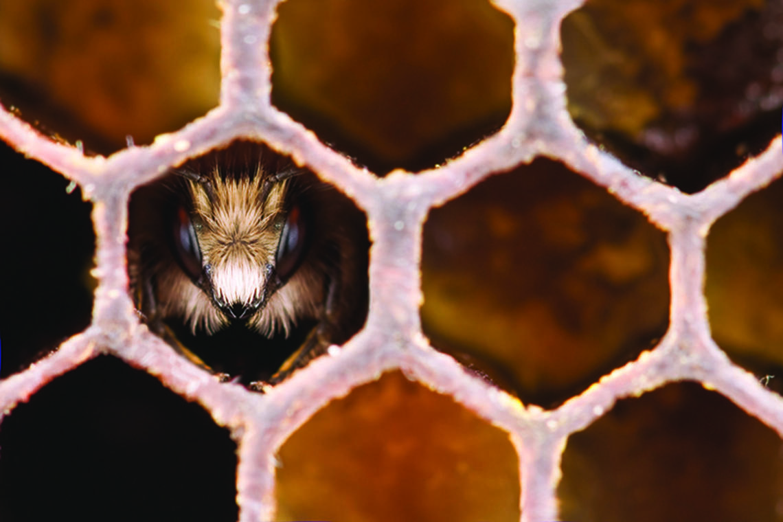 Bee in honeycomb.