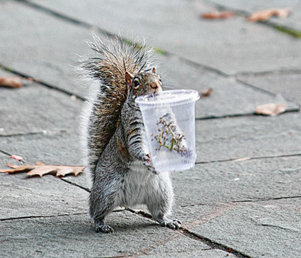 In this 2007 photo, a campus resident partakes of Princeton’s bounty.