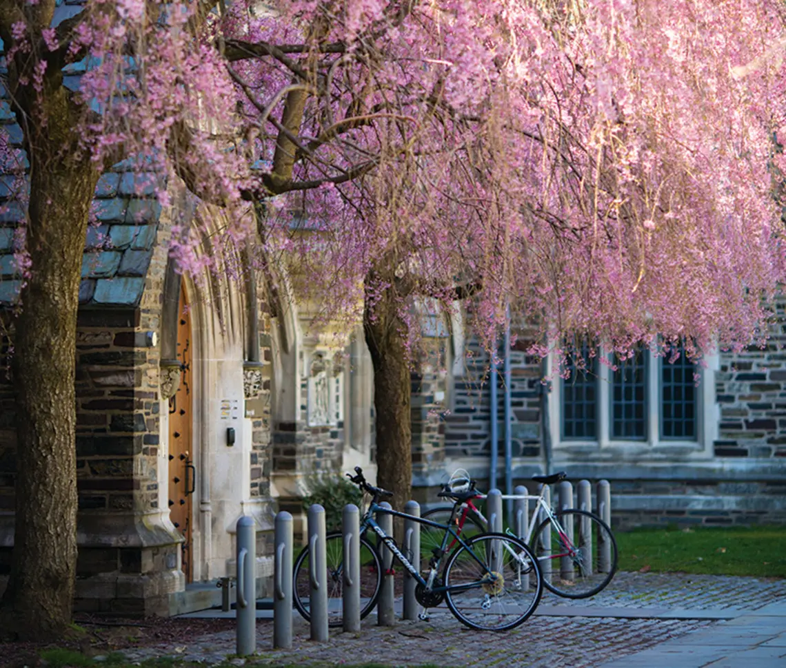 The Japanese flowering cherry trees in front of Henry Hall in full bloom.