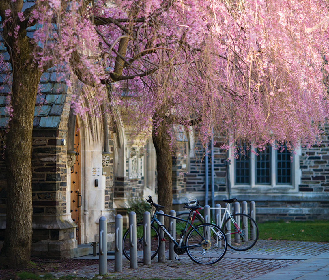 The Japanese flowering cherry trees in front of Henry Hall in full bloom.