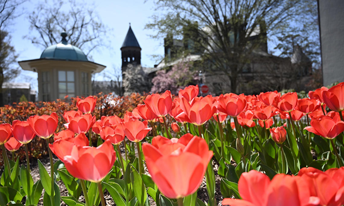 Tulips.jpg