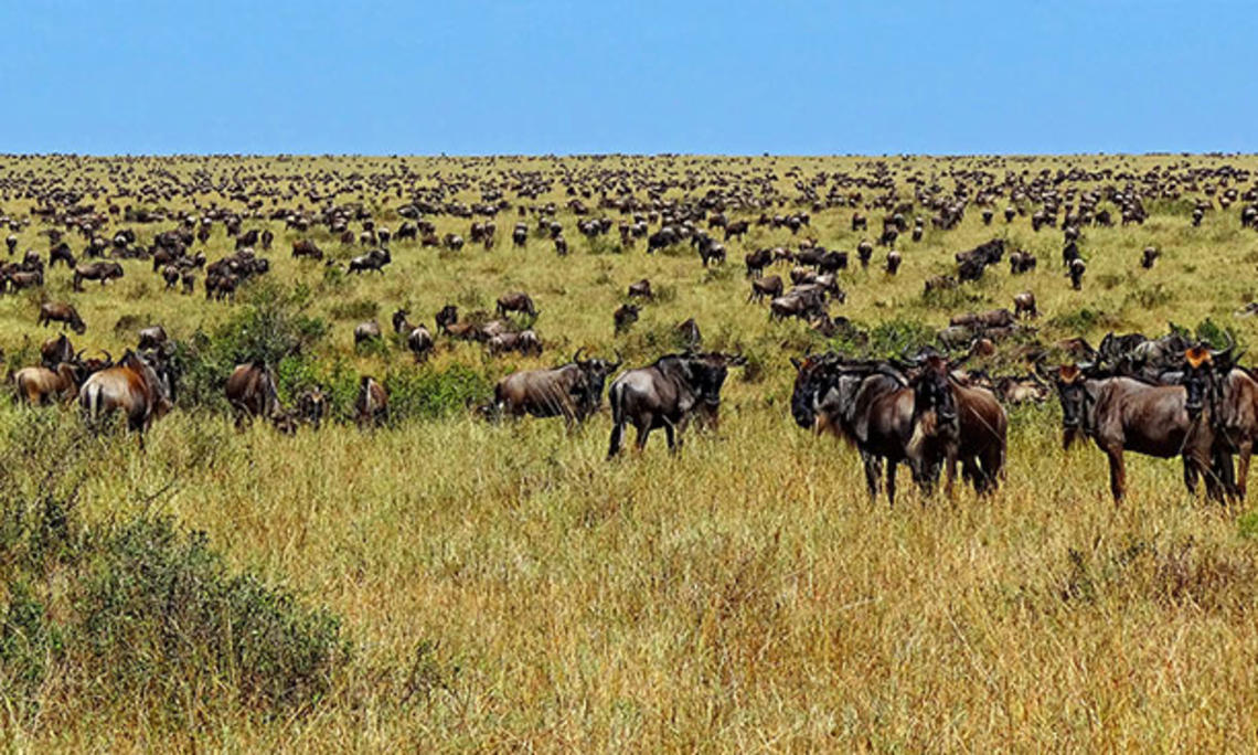 Wildebeest-during-Great-Migration.JPG
