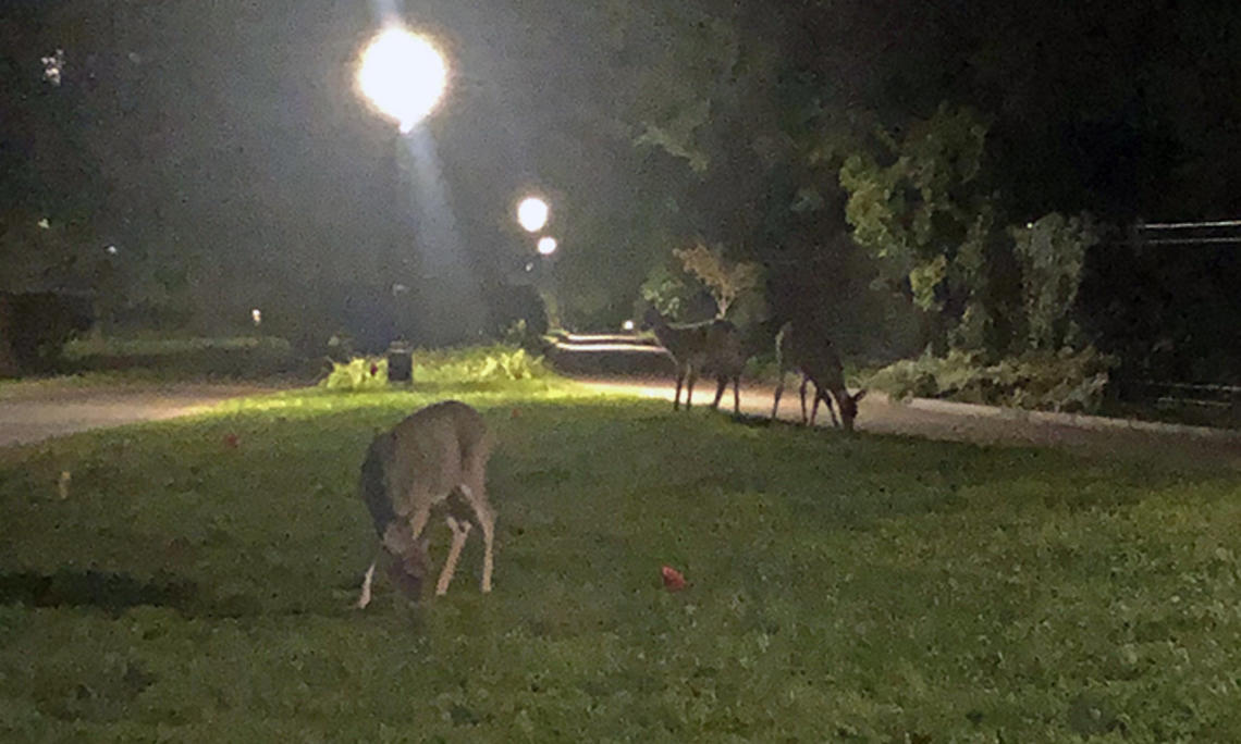 deer-on-campus.jpg