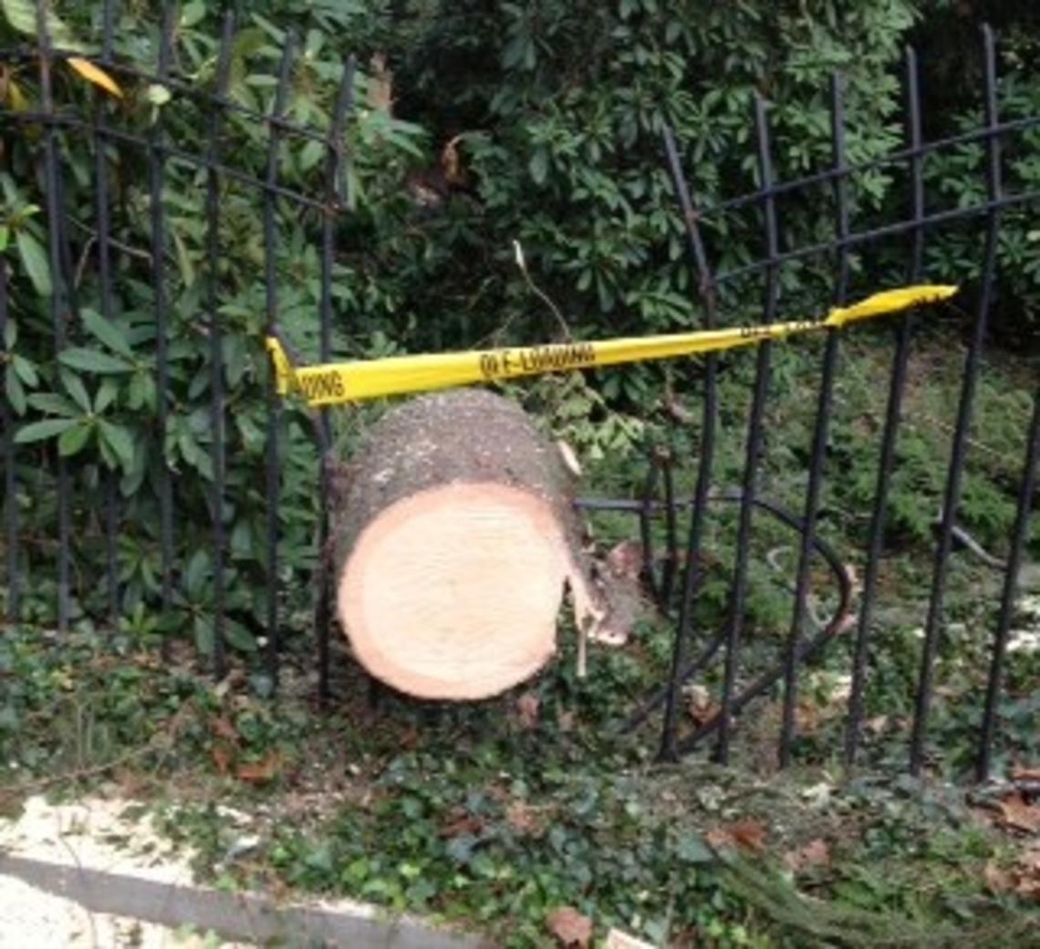  By the storm’s end, at least 50 trees had come down on the University grounds, including one that destroyed a southern portion of the fence surrounding Prospect Garden. 