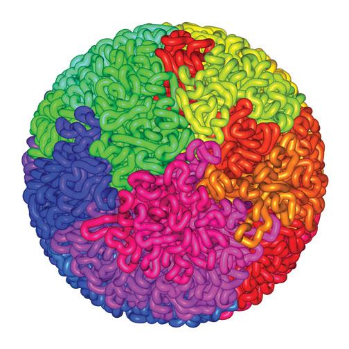 Image of a fractal globule. Aiden’s team found that the structure explains how DNA can fit into a cell’s nucleus without getting tangled.