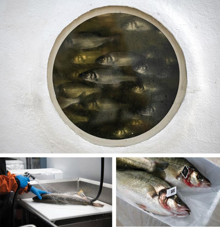 Branzino in tanks, being tagged, and sent to market.