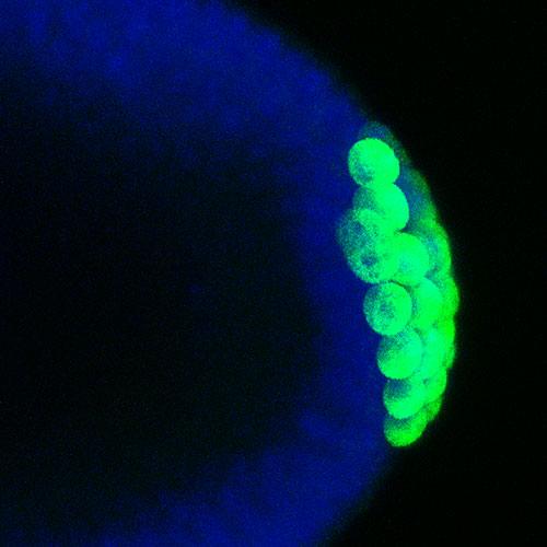As the fruit fly embryo develops, a special group cells can be seen pinching off at the posterior end.  Later on, these cells - the germ cells – will produce the eggs or sperm of the animal. The germ cells form only at the posterior of the embryo under 