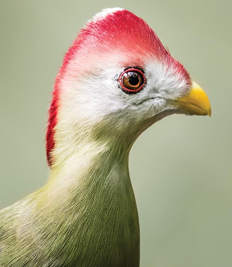 The red-crested turaco