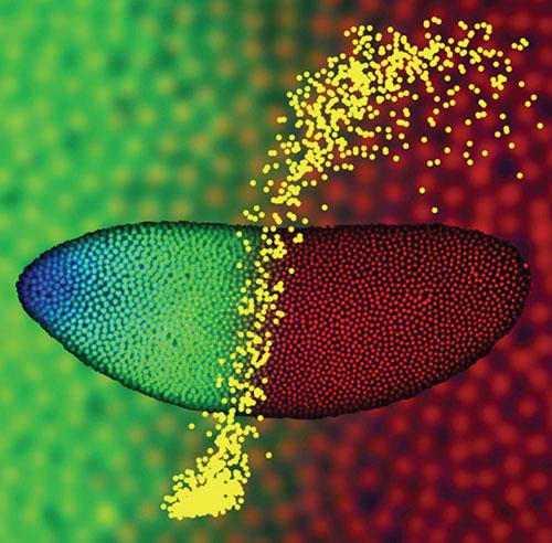 The image shows a Drosophila embryo two hours after fertilization, with nuclei at the surface fluorescently labeled for Bicoid protein (blue), Hunchback protein (green), and DNA (red). Using two-photon microscopy these embryos were imaged to quantitativel