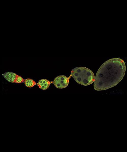 Fertilization of the fruit-fly egg kicks off the complicated process of forming an embryo. Molecular biology professor Gertrud (Trudi) Schüpbach studies the genetic and molecular processes that underlie this development. The image above shows wildtype eg