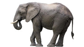 gray elephant