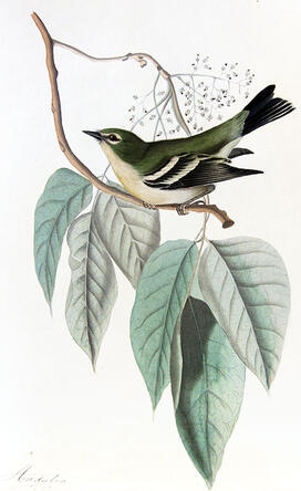 Tap-4a-Bird.jpg