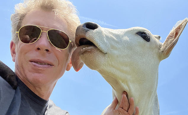A cow licks Greg Berns’s face. 