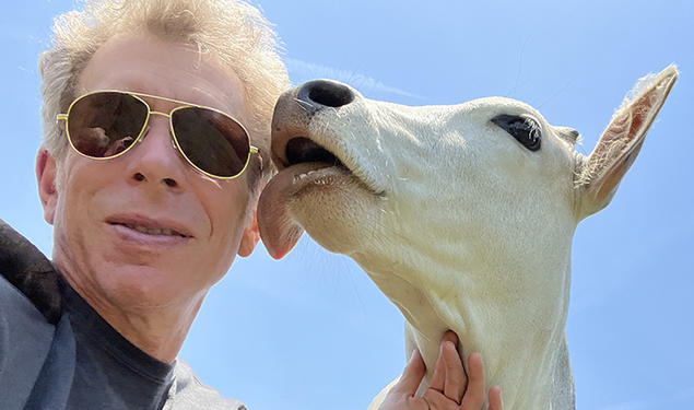 A cow licks Greg Berns’s face. 