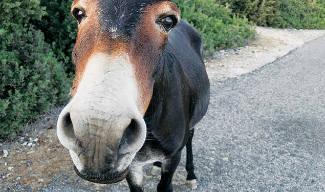 A feral donkey